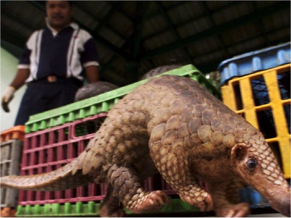 Se lanza campaña contra mercados de animales vivos