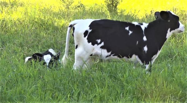 Tras marcar récord en producción lechera sequía estanca crecimiento en el Chaco