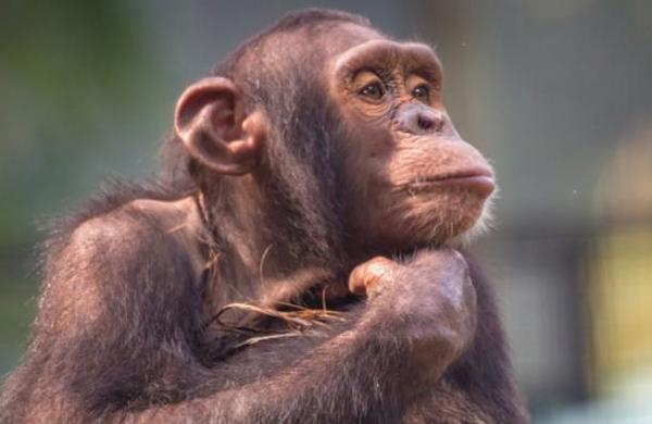 Zoológico exhibe 'El Rey León' a chimpancés para entretenerlos ante la falta de visitantes - SNT