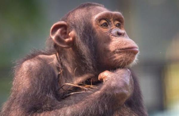 Zoológico exhibe 'El Rey León' a chimpancés para entretenerlos ante la falta de visitantes - C9N
