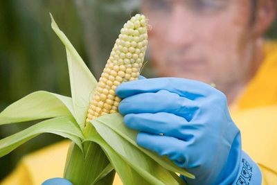 Países de América Latina se comprometen para asegurar alimentos durante pandemia