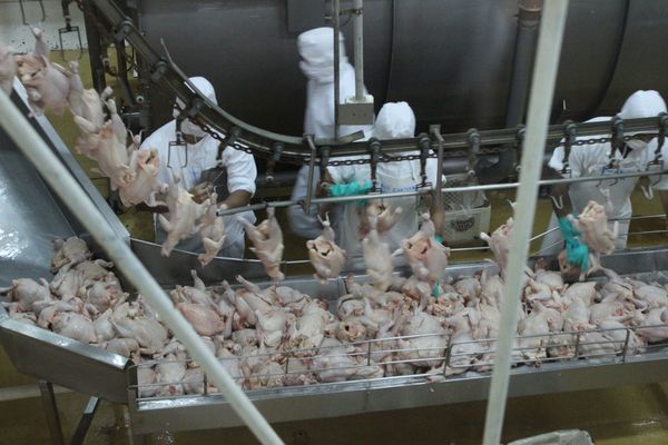 La producción del sector avícola local empieza a resentirse