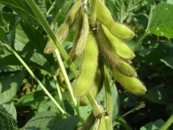La pandemia del Covid-19 echó por tierra una producción récord de soja