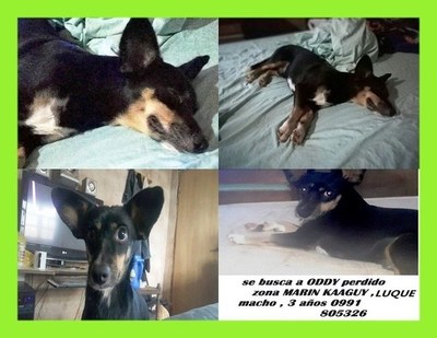 Un perrito está perdido •