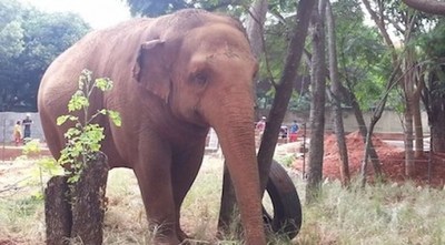 Los “habitantes” del zoológico podrían pasar hambre, advierte directora - ADN Paraguayo