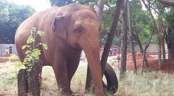 Los “habitantes” del zoológico podrían pasar hambre, advierte directora - ADN Paraguayo