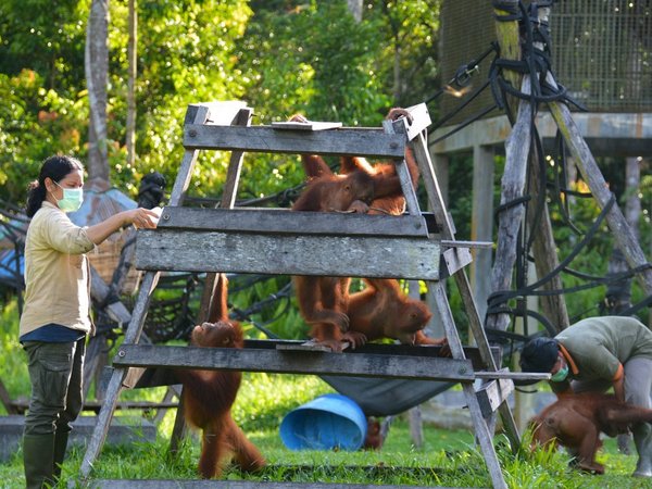 Indonesia intenta proteger a los orangutanes de la amenaza del coronavirus