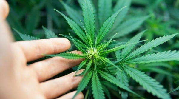 HOY / Producir cannabis ante desplome económico, proponen: “Puede ser una planta bendita”