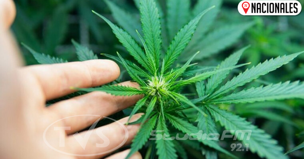 Producir cannabis ante desplome económico, proponen: “Puede ser una planta bendita”