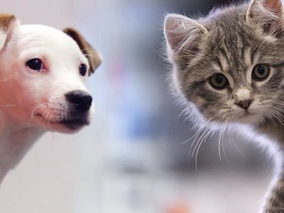 Ciudad china prohíbe comer perros y gatos tras crisis del Covid-19