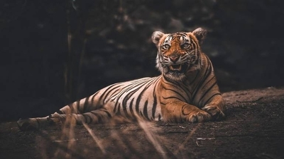 HOY / Una tigresa del zoológico del Bronx contrajo coronavirus y otros cinco felinos se contagiaron