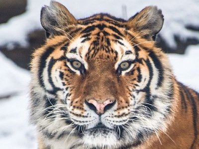 Tigresa de zoológico en Nueva York da positivo por coronavirus