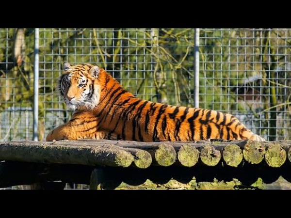 CORONAVIRUS: UN TIGRE DEL ZOOLÓGICO DE NUEVA YORK DIO POSITIVO