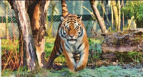 Tigre del zoológico en Nueva York da positivo a Covid-19 - Digital Misiones