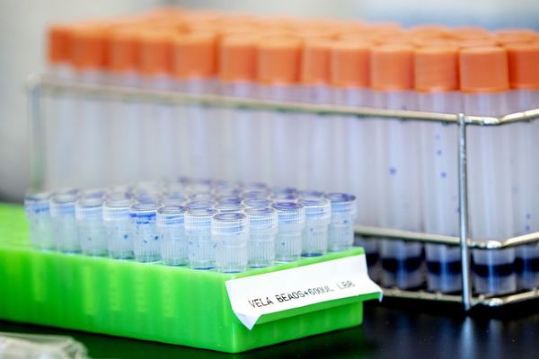 Empresa biotecnológica busca vacuna de coronavirus usando hojas de tabaco - Ciencia - ABC Color