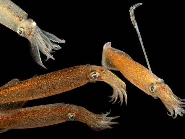 Biólogos descubren al primer animal capaz de alterar sus propios genes