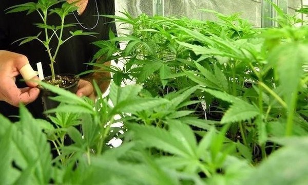 Cannabis, una salida ante desplome esconómico por COVID-19, según Cámara - Paraguay Informa