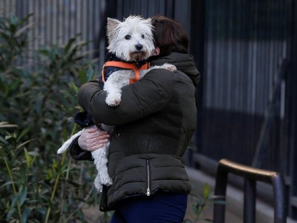 Las personas podrían transmitir el virus a mascotas, según informe español