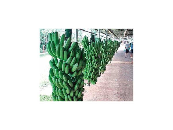 Bananeros quieren subir en 50% sus envíos a Argentina