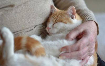 En Australia adoptan animales para paliar el confinamiento - Mascotas - ABC Color