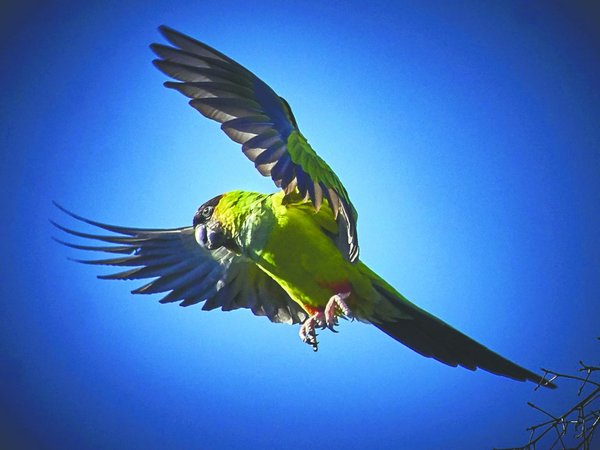 Los 4 cambios geniales de la naturaleza en la cuarentena