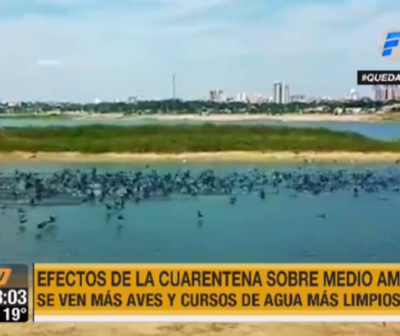 Los efectos positivos de la cuarentena en el medio ambiente