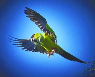 Los 4 cambios geniales de la naturaleza en la cuarentena
