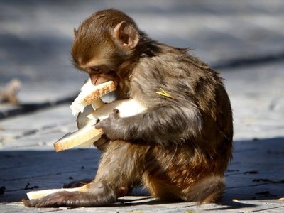 Cientos de gatos, perros o conejos, víctimas indirectas del coronavirus en Pakistán