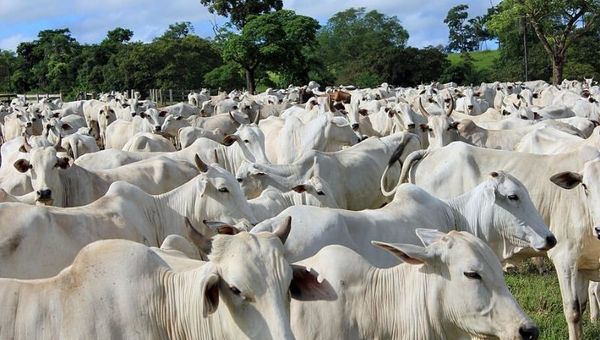 “Paraguay es productor de carne por excelencia, un desabastecimiento es improbable”