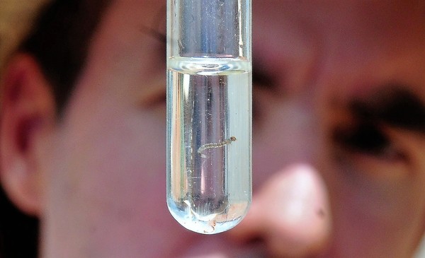 Dengue AVANZA y MATA más rápido que el CORONAVIRUS