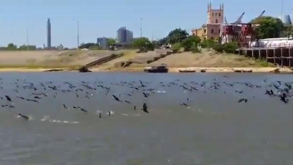 La cuarentena da paso al despertar de la naturaleza