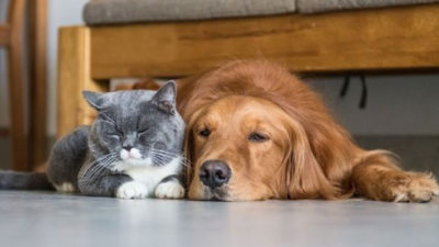 COVID-19: Los animales de compañía no contagian la enfermedad, sostiene veterinario