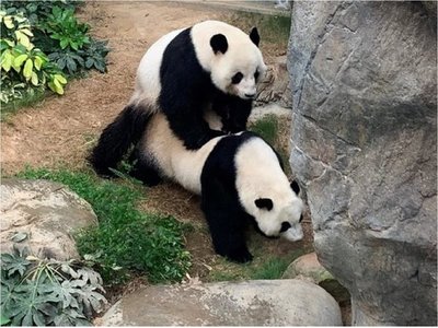 Pandas se aparean por primera vez en 10 años