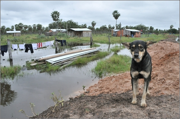 Los animales de compañía no son una amenaza durante la pandemia del coronavirus, alerta la OMS » Ñanduti