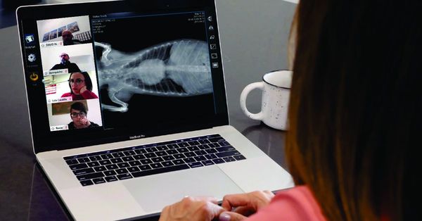 Veterinarios estudian online