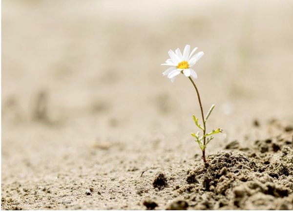 El milagro de la resiliencia