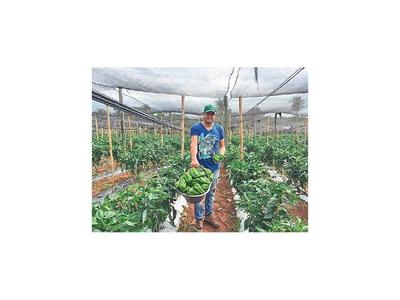 Productores frutihortícolas consideran que el plan del MAG es insuficiente