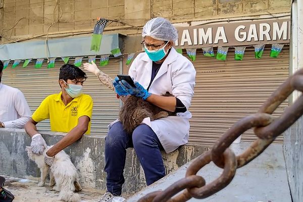 Gatos, perros y conejos abandonados en Pakistán - Mascotas - ABC Color