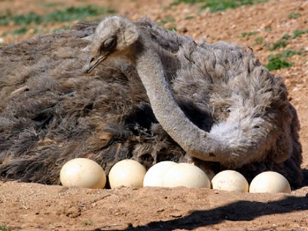 Revelan secretos del comercio de huevos de lujo en la antigüedad mediterránea