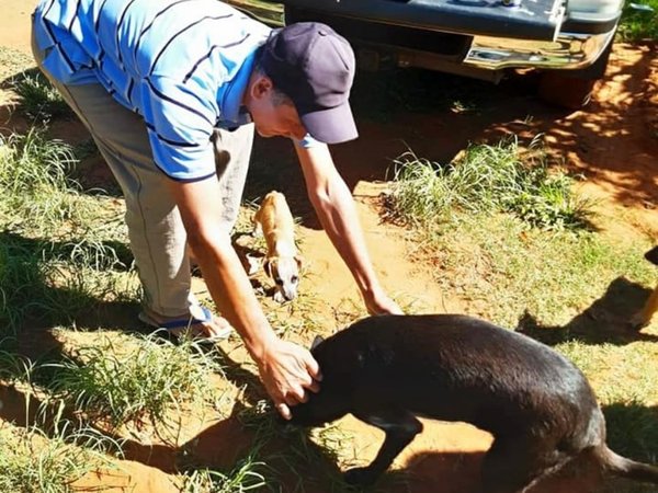 Salió de alta Rambo, el perro que fue baleado por un vecino