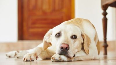 Veterinarios instan a no descuidar a mascotas durante cuarentena