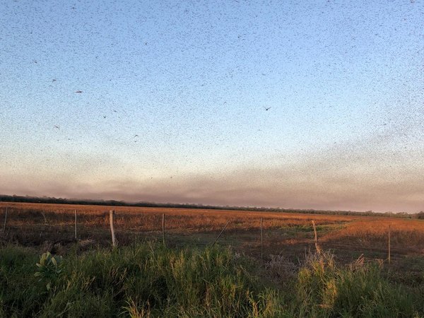 (VIDEO) La 8.º plaga apareció en el Chaco paraguayo | Crónica