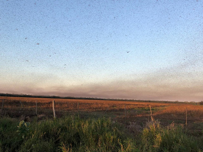 VIDEO: LA 8° PLAGA APARECIÓ EN EL CHACO PARAGUAYO