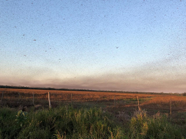 VIDEO: LA 8° PLAGA APARECIÓ EN EL CHACO PARAGUAYO