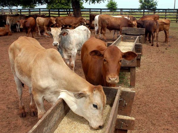 Atípica sequía amenaza al ganado en el Norte y Chaco