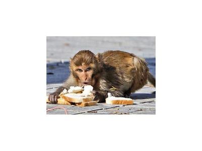 La interferencia en la biodiversidad causa las epidemias