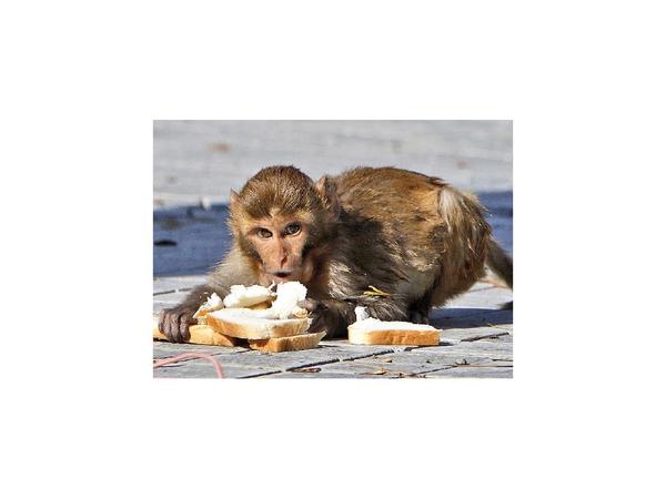 La interferencia en la biodiversidad causa las epidemias