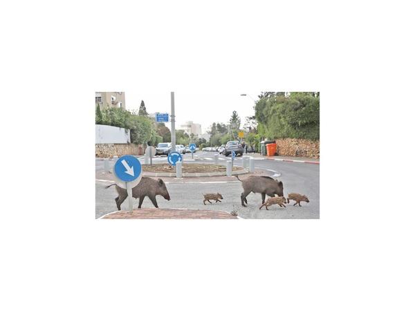 Desprecio humano por la naturaleza causó pandemia, asegura experta
