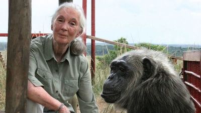 “Esta pandemia fue causada por despreciar la naturaleza”