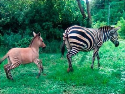 Nace en Kenia una cría híbrida de cebra y burro